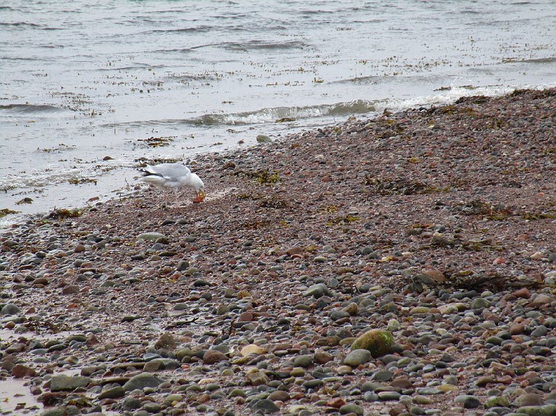 2018.07.07 Loch Ness und die Delphine (1706).JPG